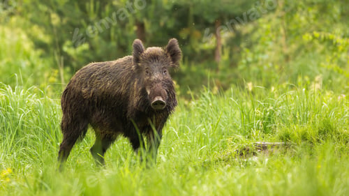 Preview: Alert wild boar looking into camera on green meadow in spring nature