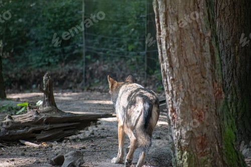 Preview: Back view of a wolf in Wildpark Schwarze Berge