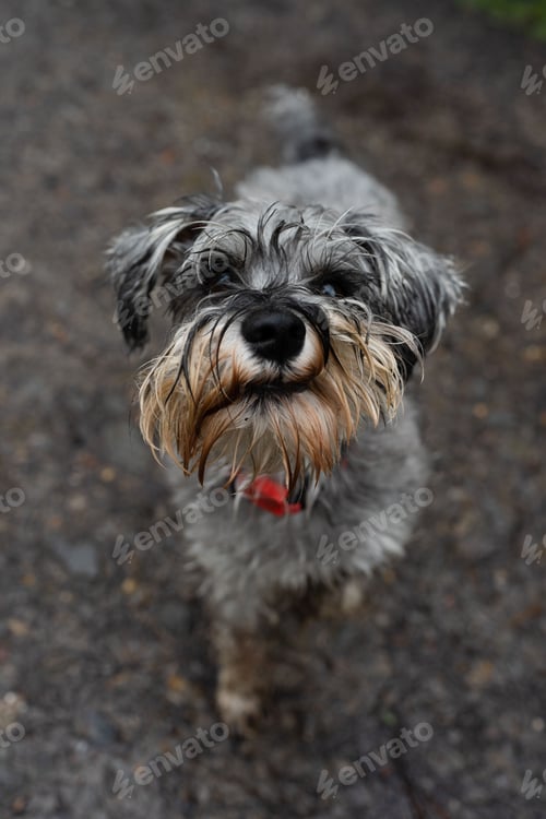 Preview: High angle of an adorable Schnauzer dog with wet and dirty fur looking at the camera