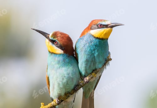 Preview: European bee-eater, merops apiaster. In the early morning a family of birds sits on a branch