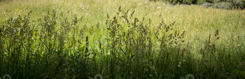 Preview: flowering ears of weeds. natural lawn in the bright sun
