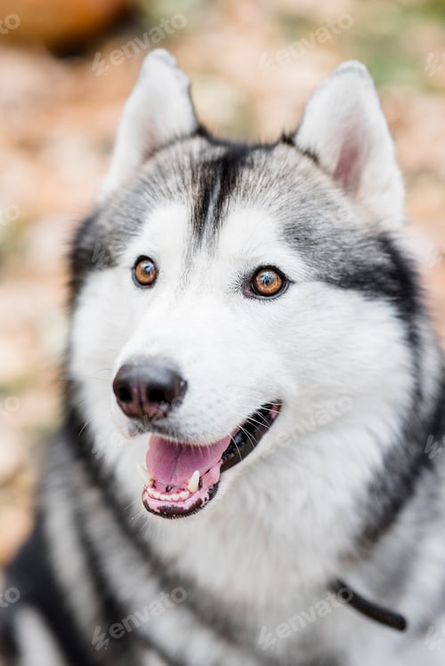 Preview: Close-up portrait of a Husky dog. Pet is happy, smiling, sticking out its pink tongue. Northern dogs
