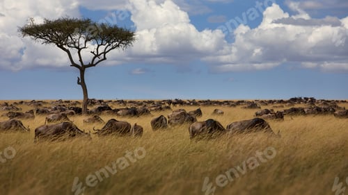 Preview: Group of buffalos in Masai Mara, Kenya