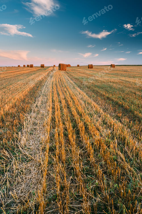 Preview: Rural Landscape Field Meadow With Hay Bales During Harvest In Su