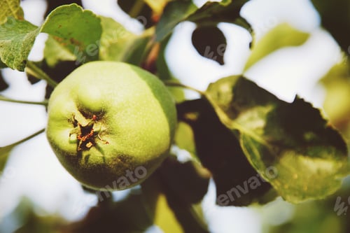 Preview: Green apple on tree branch in bright sunlight