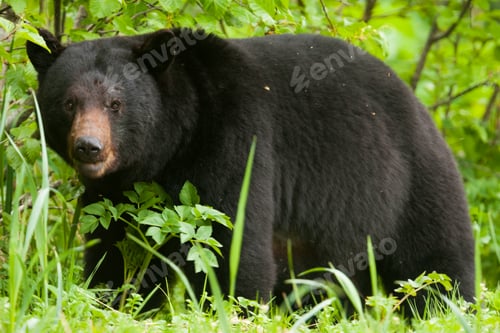 Preview: Black bear, Glacier National Park and Preserve, Alaska, USA