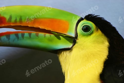 Preview: toucan, bird, colours, tropics