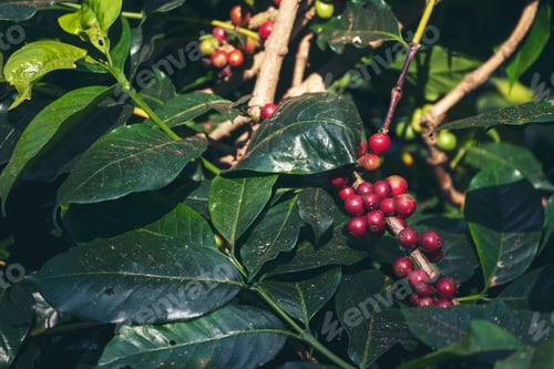 Preview: Ripe Red coffee bean berry plant fresh seed coffee tree growth in green eco organic farm