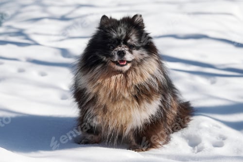 Preview: Pomeranian Spitz dog full size portrait, cute black marble with tan Spitz puppy sitting on snow