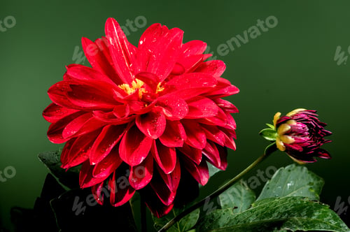 Preview: Blooming red Dahlia on a green background