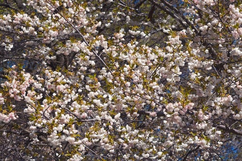 Preview: Shirotae Japanese Flowering Cherry (Prunus X Shirotae)