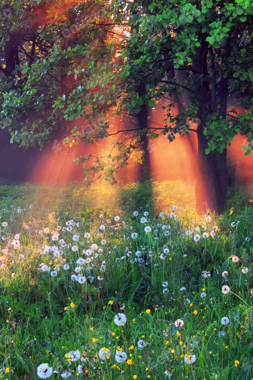 Preview: The rays of dawn sunlight pass through the mist of dawn in the woods