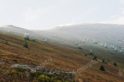 Preview: Hill with many frost new years tree and sunlight, Carpathian, Pylypets Ukraine. Beauty world