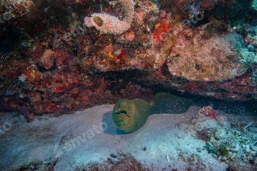 Preview: giant moray eel hidding in a coral reef cave