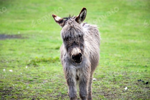 Preview: Donkey in country yard.
