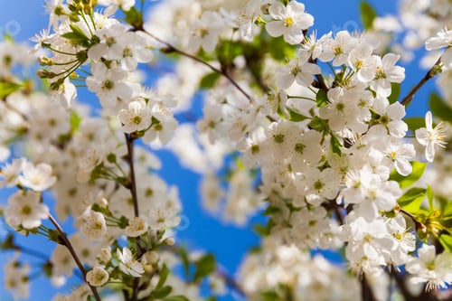 Preview: Blossoming branch with cherry flowers in springtime.