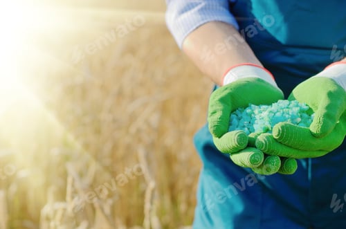 Preview: Farmer hold fertilizers in his hands with wheat field at backgro