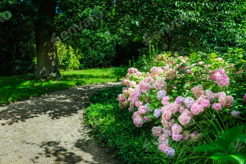 Preview: Hydrangea Flowers in the Garden