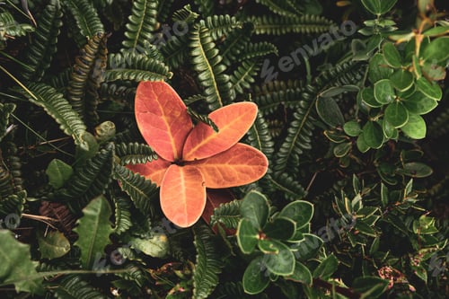Preview: Orange flower among ferns and succulents