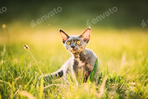 Preview: Funny Young Gray Devon Rex Kitten Sitting In Green Grass. Short-haired Cat Of English Breed