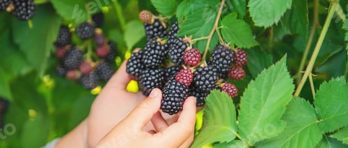 Preview: The child holds blackberries in the hands. Selective focus.