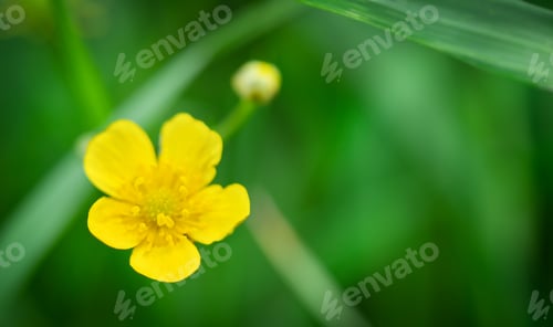 Preview: Macro meadow buttercup on green background. Copy space, soft focus