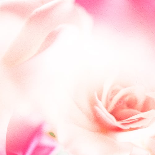 Preview: Vivid Color Rose Petals In Soft Color On Mulberry Paper Texture For Background
