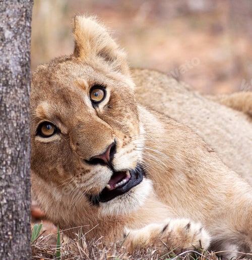 Preview: Best wildlife experiences in the world