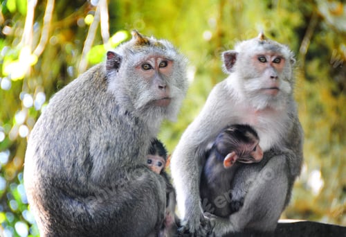 Preview: Family of monkeys with two babies in Bali, Indonesia.