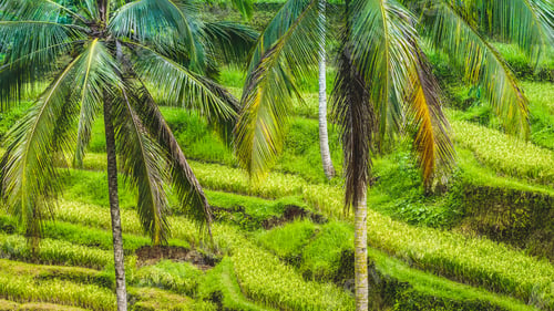 Preview: Close up of Beautiful Huge Palm Tree in Amazing Tegalalang Rice Terrace fields, Ubud, Bali