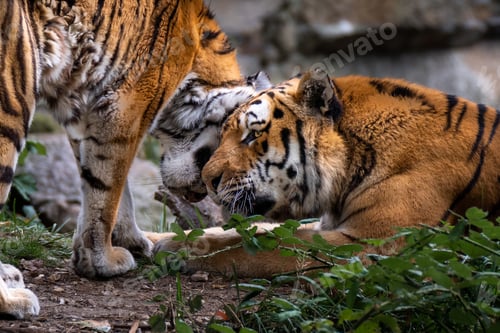 Preview: Big and aggressive tigers in their natural habitat