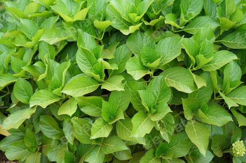 Preview: Great green background
