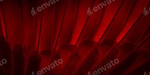 Preview: red feather pigeon macro photo. texture or background