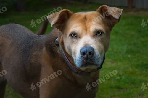 Preview: A PITBULL SHEPARD MIX WITH BEAUTIFUL EYES LOOKING DIRECTLY INTO THE CAMERA