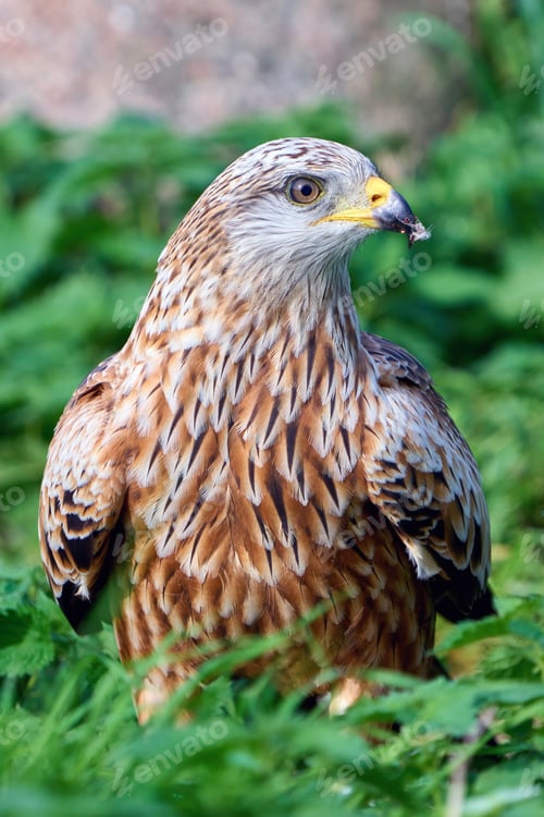 Preview: Red kite (Milvus milvus)