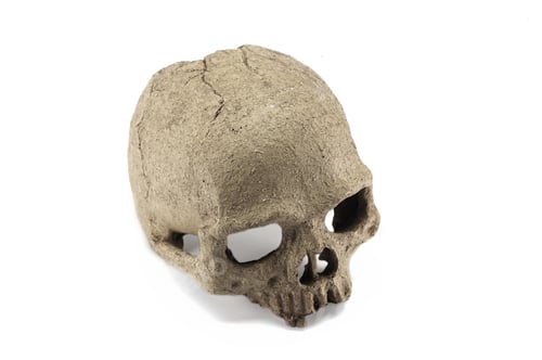 Preview: Halloween human skull isolated on white background