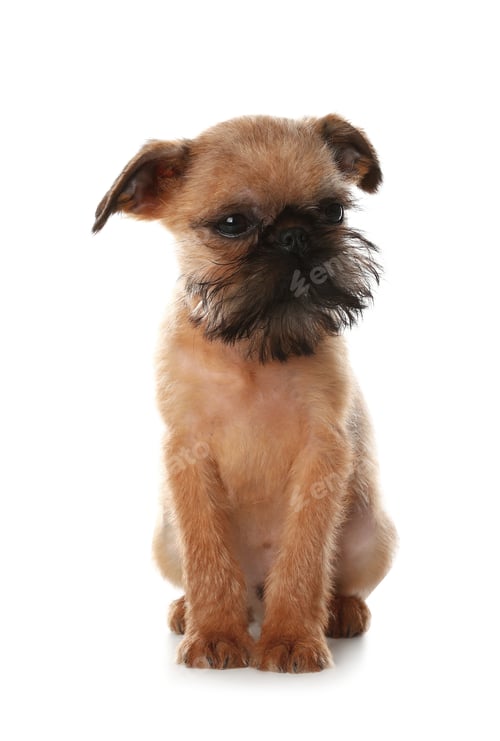 Preview: Studio portrait of funny Brussels Griffon dog on white background