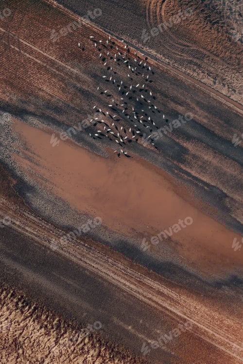 Preview: Flock of common crane (Grus grus) birds resting near the pond during springtime migration, aerial