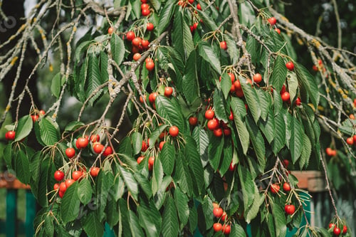 Preview: Cherry tree branch.