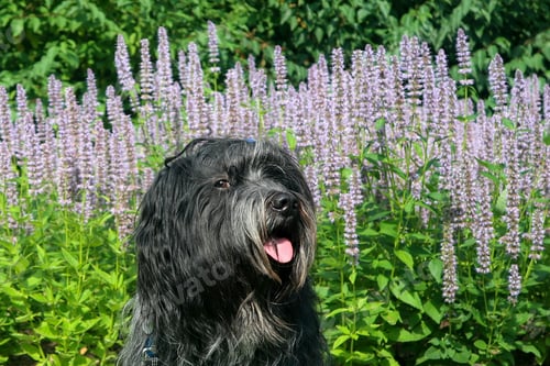 Preview: Dutch Sheepdog (Nederlandse Schapendoes) near flowers outdoors