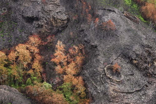 Preview: The green of life is quickly reappearing after the devastation of the forest fires 20