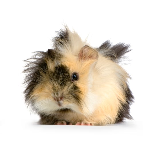Preview: angora guinea pig
