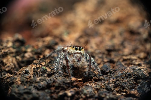 Preview: Detailed Macro Portrait of Small Spider on Rock