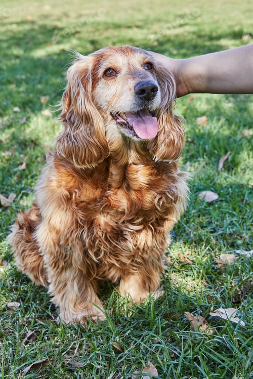 Preview: American Cocker Spaniel enjoying a leisurely walk in a green park with his owner