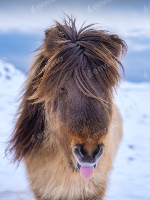 Preview: A portrait of a horse in Iceland. Wild horse. Horse on the Westfjord in Iceland.