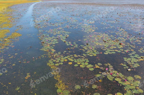 Preview: Lotus flowers in pond, sea or lake in national park in Thale Noi, Thailand.