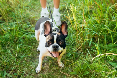 Preview: Portrait of a black and white French bulldog on the grass for a walk. Looks at the camera
