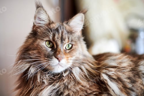 Preview: Maine coon cat, close up. Funny, cute cat with marble fur color