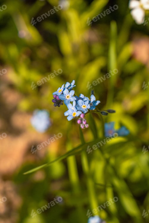 Preview: Blue wildflowers in the grass