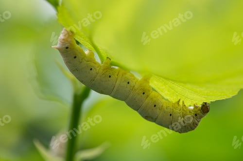 Green Caterpillar Eating a Leaf in Natural Setting